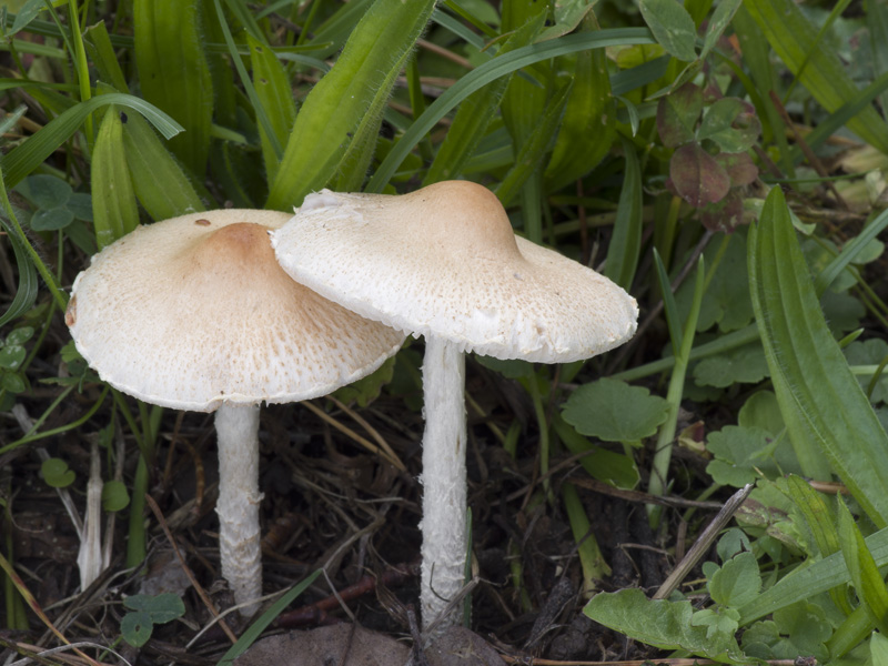 Lepiota oreadiformis